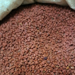 Atsuete/ Annatto seeds/ Achiote