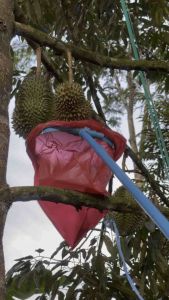 ไม้ห่อทุเรียน พลาสติก มีที่จับ มีคู่มือการใช้งาน ราคาที่สุด ผู้ใช้งานทันที