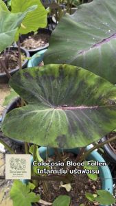 โคโลคาเซีย บรัตฟอเรน ( Colocasia Blood fallen ) ไม้ประดับ ไม้ฟอกอากาศ ไม้มงคล ต้นไม้ บอนสี ไม้ด่าง จัดสวน ต้นไม้แต่งสวน ราคาถูก ถูกสุดๆ ต้นบอนหายาก ไม้ประดับหายาก
