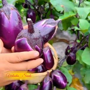 [Virladia Seeds] Biji Benih tanaman terong ungu jumbo