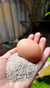 เปลือกหอยป่น บดละเอียดจากหอยทะเล 100% มีฟอสฟอรัส วิตามิน โปรตีน รวมแร่ธาตุจากทะเลถึง 19 ชนิด เหมาะสำหรับสัตว์ปีกและพืชผล