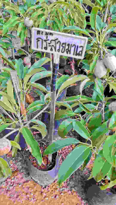 ต้นละมุดกะสวยมาเลย์ ตอนกิ่ง ติดผลลูกดก พร้อมปลูก