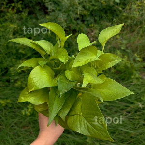 พลูเลม่อน กระถาง 4 นิ้ว ปลูกในกระถางหรือเลี้ยงในน้ำก็ได้ ต้นไม้ประดับบ้าน แต่งสวนแต่งคอนโด