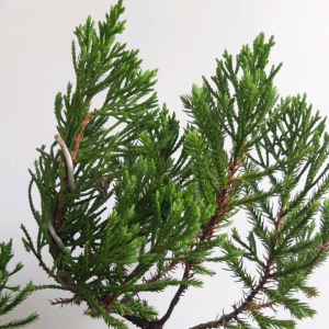 TANAMAN BONSAI CEMARA SINENSIS