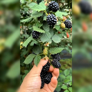 8 BUTIR BIJI BENIH TANAMAN BUAH BLACKBERRY