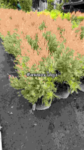 สนหอมไล่ยุง ต้นสนหอม ทรงพุ่ม สูง 60-80 ซม.