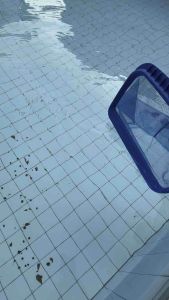 ถุงสำหรับใช้ช้อนเศษสิ่งสกปรกในสระว่ายน้ำ อุปกรณ์สระ ความสะอาดสระน้ำ กระชอน