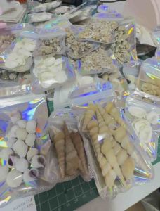 Beach Shells Fillers | Shells resin fillers | Conch shells | BC11220