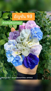 เมล็ดอัญชันม่วง5ชั้น เมล็ด เมล็ดอัญชันเทพพระรัตน์ไพรินทร์63