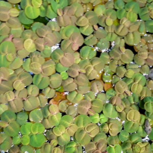 100 ดอก ยี่ปุ่น แถมอย่างชื่นชอบ พร้อมบันทึกแถมทุกออเดอร์ ถ้าเลี่ยงอีกด้าน เป็นสีเเดง ซึ่งสามารถทำกำไรด้วยความปลอดภัย 100% พร้อมสำหรับผ่าตัดแต่ละรายการ