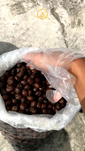 Biji Kopi Mentah Green Bean Arabika Gayo Wine Process 1 Kg