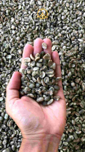 Biji Kopi Mentah Green Bean Arabika Gayo Specialty (Fullwash) 1 Kg
