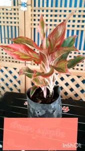 ต้นรวยล้นฟ้า ราชาแห่งไม้ประดับ ชื่อมงคลความหมายดีที่น่าปลูกไว้จัดสวน ใส่กระถาง5นิ้ว