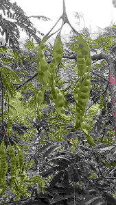 Pete Tua Isi 10 Papan & Petei Tua Segar