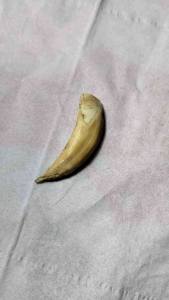 Koleksi artefak tarig tarcan asli stok terbatas