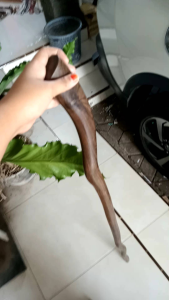 Tongkat Jalan Kayu Kalimosodo Model Nabi H533