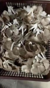 (500g) Cendawan Tiram Kelabu Segar / Fresh Grey Oyster Mushroom