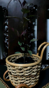 Cartwheel mini planter buri made rattan