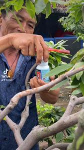 Tẩy rong nấm trắng cháy bìa lá rỉ sắt mai vàng đồng sinh học Japan 100ml BẢN LĨNH VOI CHIẾN MAMUS