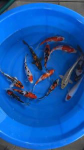 🇯🇵 🇲🇾Japan Bloodline Koi 7–8” High Grade Local Bred 13pcs Combo RM1788