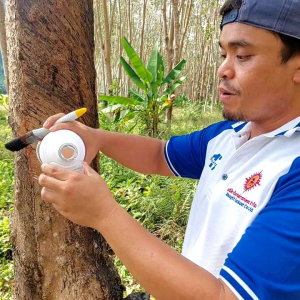 คนขี่ม้าพาราไวท์ 500cc 250cc 2 ขวด สิ้นค้า ปุ๋ยทาหน้ายาง ขนาดวัสดุ ฟรีค่าส่ง พาราไวท์ (ไม่แท้ยินดีคืนเงิน)