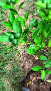 Bibit Jeruk Santang Madu Unggul: Cara Memilih & Menanam