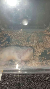 Kandang Hamster Hommade Thinwall 16x16 Cm²