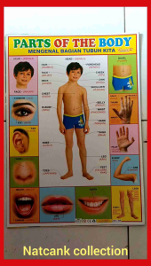 poster edukasi kerangka dan anggota tubuh manusia