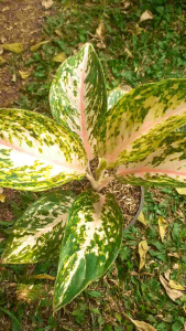 Tanaman Hias Aglonema Gress Pink: Desain & Pemeliharaan