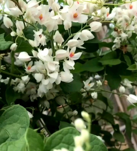 10 BUTIR BIJI/BENIH BUNGA AIR MATA PENGANTIN