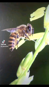 รวงผึ้งน้ำผึ้งคุณเติม