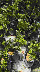 3年原生金钻罗汉松树苗1-2尺 随机发货 3 YEARS ORIGINAL DIAMOND PODOCARPUS PLANTS 1-2FT (Shipped at random)