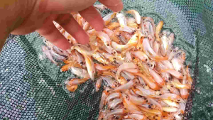 pakan hidup untuk predator 3cm isi 100