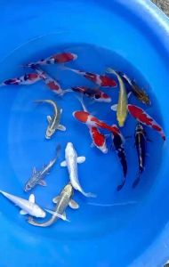 JAPAN KOI 20cm from MARUHIRO KOI FARM ( high grade ) - 5pcs COMBO at RM2488 + shipping RM50