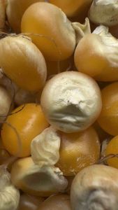 เมล็ดพันธุ์ข้าวโพดฝักอ่อน พันธุ์พื้นเมือง พร้อมปลูก อัตรางอกสูง ต้นสูงแข็งแรง ฝักสวย