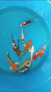 Japan Koi local breed Premium Grade 5-6”  10pcs HARI RAYA COMBO OFFER AT 1288