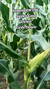 1kg benih jagung DK 9209C SUPER GAUL tongkol besar produktif.