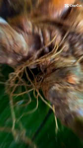 Củ Sâm ngọc Linh cổ dài vùi rừng 3-4 mắt 1 Củ cắt lá siêu già 1kg 10 củ