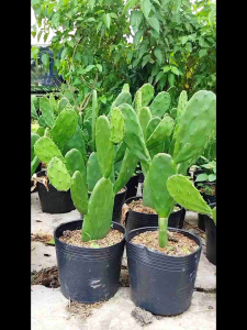 cây sương rồng tai thỏ - (nhớ sử dụng mã freeship) - cây giống song nông