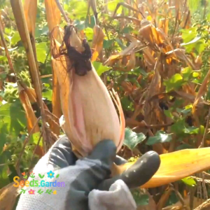 Biji/Benih Jagung Strawberry Popcorn 8 Butir