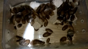 Dubia Roach 3 - 3.5cm 215pcs