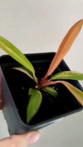 Philodendron Caramel Marble ฟิโลเดนดรอนพิณนาคล๊อตลูนดอกชมพูจากแม่พันธุ์ด่างชมพู