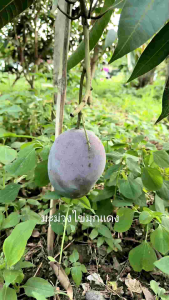 มะม่วงไข่มุกแดง (หงส์จู) ต้นทาบกิ่ง ขนาดต้นสูง 70-100 เซนติเมตร