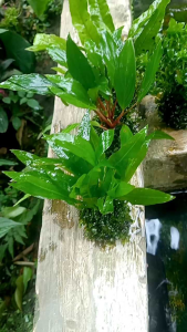 Amazon sword Aquascape | Hiasan akuarium