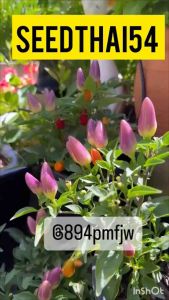 เมล็ดพริกประดับคละ คละสีต้นเตี้ยเมล็ดพันธุ์นำเข้า30เมล็ด🌶