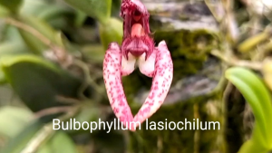 สิงโตนักกล้าม