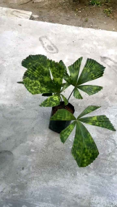 ต้นปาล์มกาลิมันตัน Licuala Kalimantan  ขนาด 35-45ซม