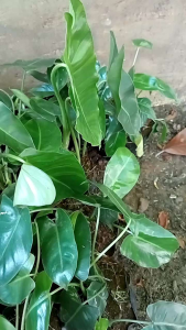 Bibit Tanaman Philodenron Burle Marx Varigata - Brekele Varigata