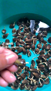 PPKS DXP SIMALUNGUN ISI 250 BERSERTIFIKAT