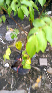 cây khế ngọt bầu to cây cao 1m cây cao hơn 2m giá 800k.